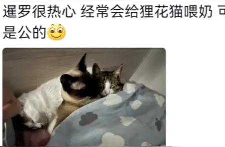 暹罗猫真的被称为“菲佣”吗？养过的人来分享一下经验