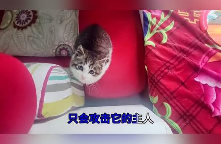 肉龙猫：45℃高温下的攻击性猫咪