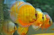 七彩神仙鱼：一种相对容易饲养的鱼类