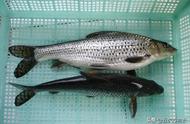 全面解析黑龙江省的经济鱼类：'三花五罗十八子'