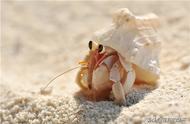 寄居蟹：一种迷人的甲壳动物，其特性与海洋生态的影响