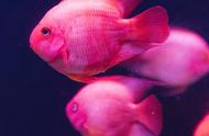 鹦鹉鱼的繁殖周期：产卵频率及孵化时间揭秘