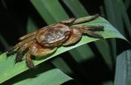 你知道炮台湾湿地公园里的这个底栖小生物吗？