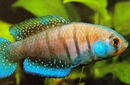 亚历山大珍珠鳉鱼：蓝色鱼鳃与星点鱼鳍的完美结合
