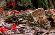 椰子蟹：独特生活习性与繁殖方式的寄居蟹