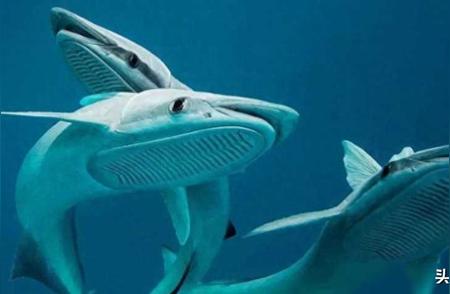懒鱼奇遇：依附鲨鱼周游世界，科学家研发出新神器！