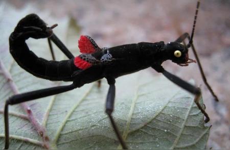 魔鬼般的地狱昆虫：20张罕见的生物照片