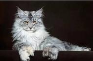 缅因猫：美国最古老的猫种，外表霸气，内心温柔