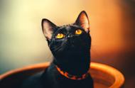 孟买猫：黑豹般的外表，温顺的内心