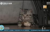 给爱宠留下美好回忆：宠物猫过年写真大赏