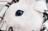 毛茸茸的海棠兔偷画眼线，Twitch上的乌黑大眼电翻所有兔奴