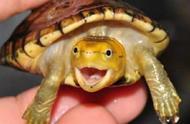 新手养龟指南：最易养活的乌龟品种