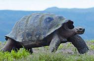 宠物陆龟：伴随你岁月的见证者，了解它们的寿命与成长
