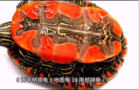 入门指南：最适合新手养的乌龟种类与养殖技巧