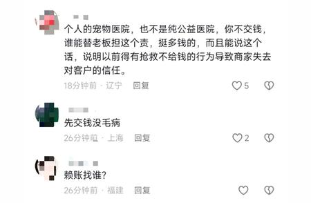 博主带流浪狗求助遭拒：宠物医生的冷漠与道德考验