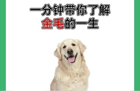 金毛犬的一生：成长、陪伴与爱护