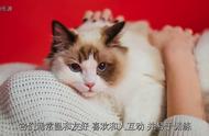 猫咪种类大揭秘：新手养猫指南