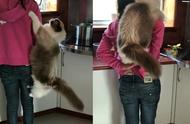 伯曼猫的身材虽大，却依然爱撒娇，成为猫奴们最甜蜜的负担！