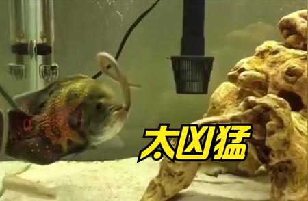 地图鱼猎食瞬间：震撼画面大放送！