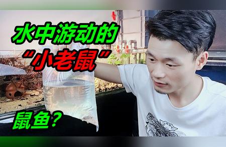 奇特观赏鱼：老鼠鱼现身水中世界