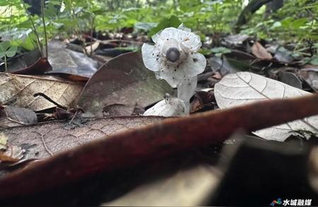 惊艳！珍稀植物水晶兰在贵州水城再现，数量突破百株