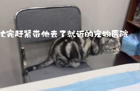 4岁美短虎斑猫：英俊稳重的成长之旅