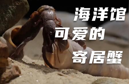 神秘深海传奇生物寄居蟹的奇异世界揭秘