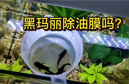 黑玛丽鱼——油膜克星！