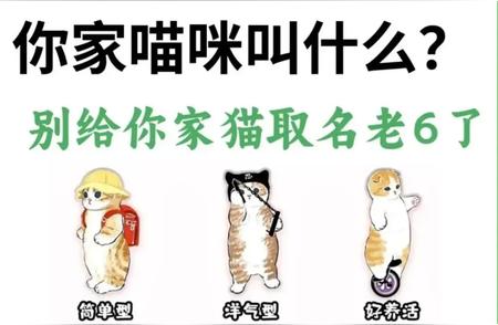 猫咪名字大全：如何选择适合你家主子的名字？