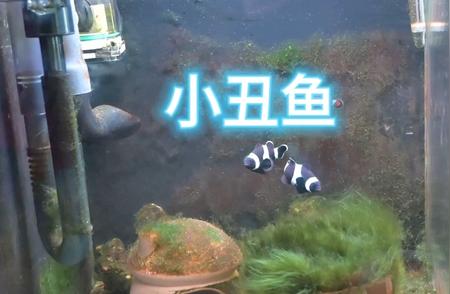 小丑鱼的神秘魅力：探索海洋中的独特生物