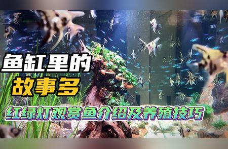 10大红绿灯观赏鱼品种介绍及养殖技巧