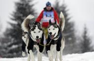 世界最艰苦雪橇犬大赛震撼启动！狗狗雪原求生之旅开启