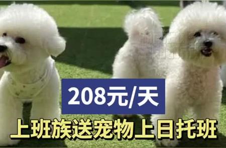 宠物日托班：上班族的新选择，208元/天的呵护