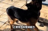 德国牧羊犬为何是警犬的理想选择？