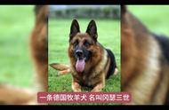 冈瑟三世，德国牧羊犬的富豪：揭秘世界上最富有的宠物