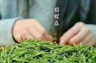 太湖洞庭山上的绿茶：碧螺春的独特魅力