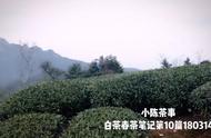 福鼎白茶入门指南：从春茶到冬茶的全方位解读