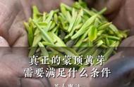 蒙顶黄芽，你真的了解吗？#小众茶叶