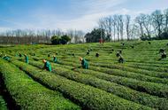 在宅家的日子里，品茗赏春，感受全国的美景