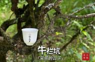 去年的大旱，龙王庙遭受了何种冲击？今年的武夷岩茶有何新变化？