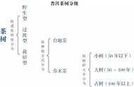 普洱茶选购指南：了解分级体系是关键