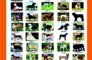 河南省发布新的犬只禁养名单，50种狗狗被列入禁养范围