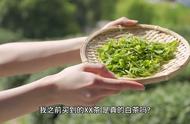 白茶：一种独特的茶叶品种