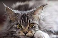 缅因猫的饲养秘诀：如何满足它们的特殊需求？