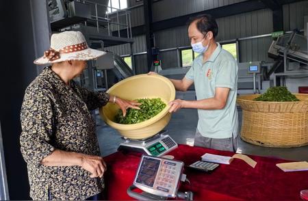 大别山下黄茶：一次意外的变身之旅