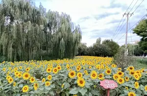 北京亦庄向日葵花海邀您来打卡！