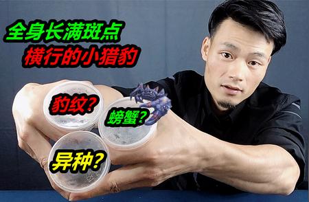 珍稀豹纹螃蟹：天生异种还是基因突变？