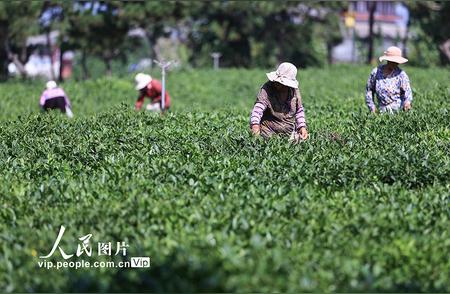 江苏连云港秋茶采摘盛宴，一次不可错过的体验！