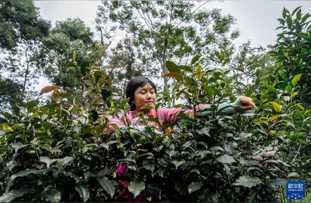 景迈山秋茶采摘盛宴：探寻最佳采摘时刻