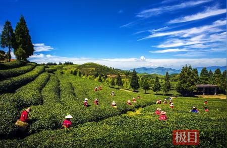 福‘莉’驾到！武汉茶博会上的福州茉莉花茶盛宴